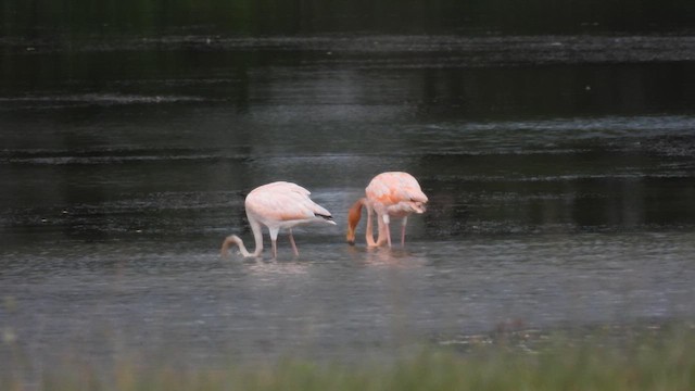 American Flamingo - ML609114501