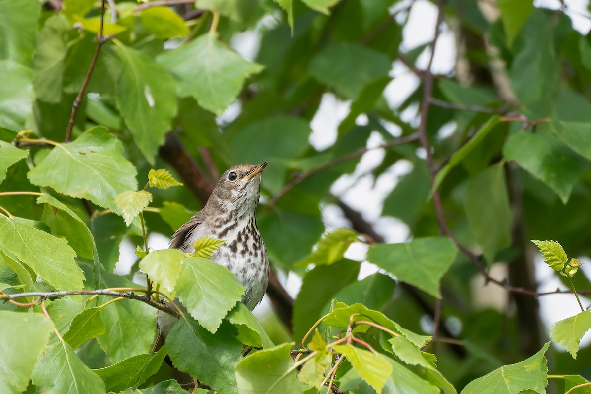 Hermit Thrush - ML609114605