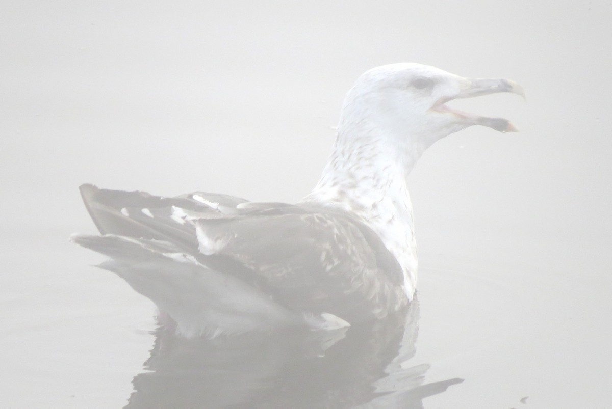 Great Black-backed Gull - ML609114613