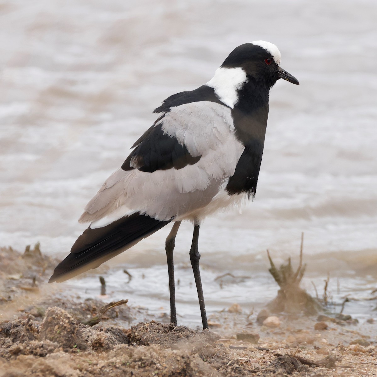 Blacksmith Lapwing - ML609114733