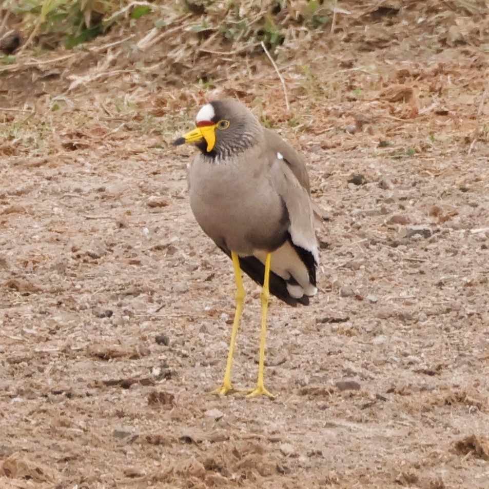 Wattled Lapwing - ML609114751