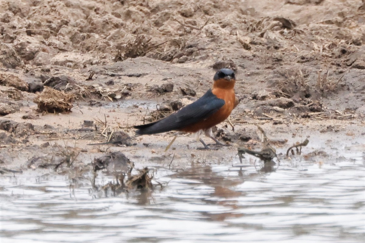 Rufous-chested Swallow - ML609114781