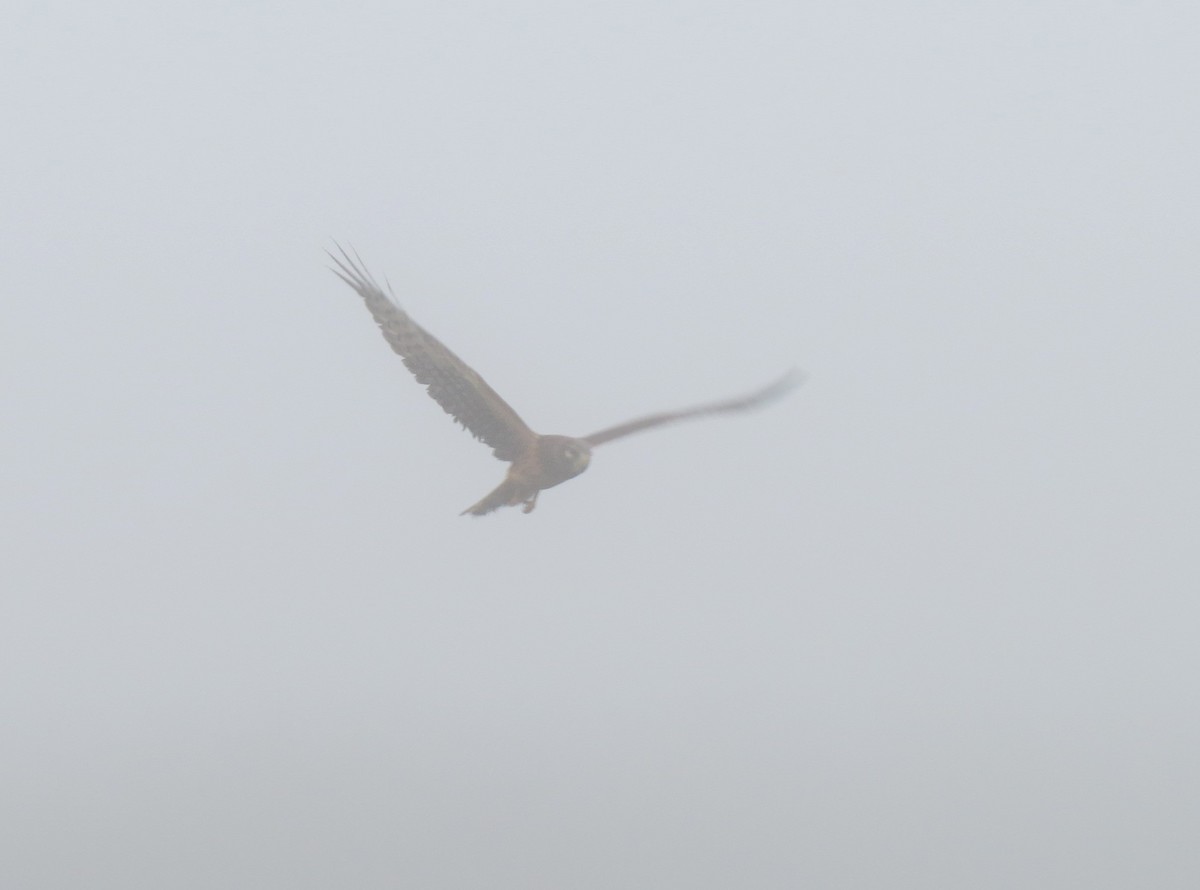 Northern Harrier - ML609114859