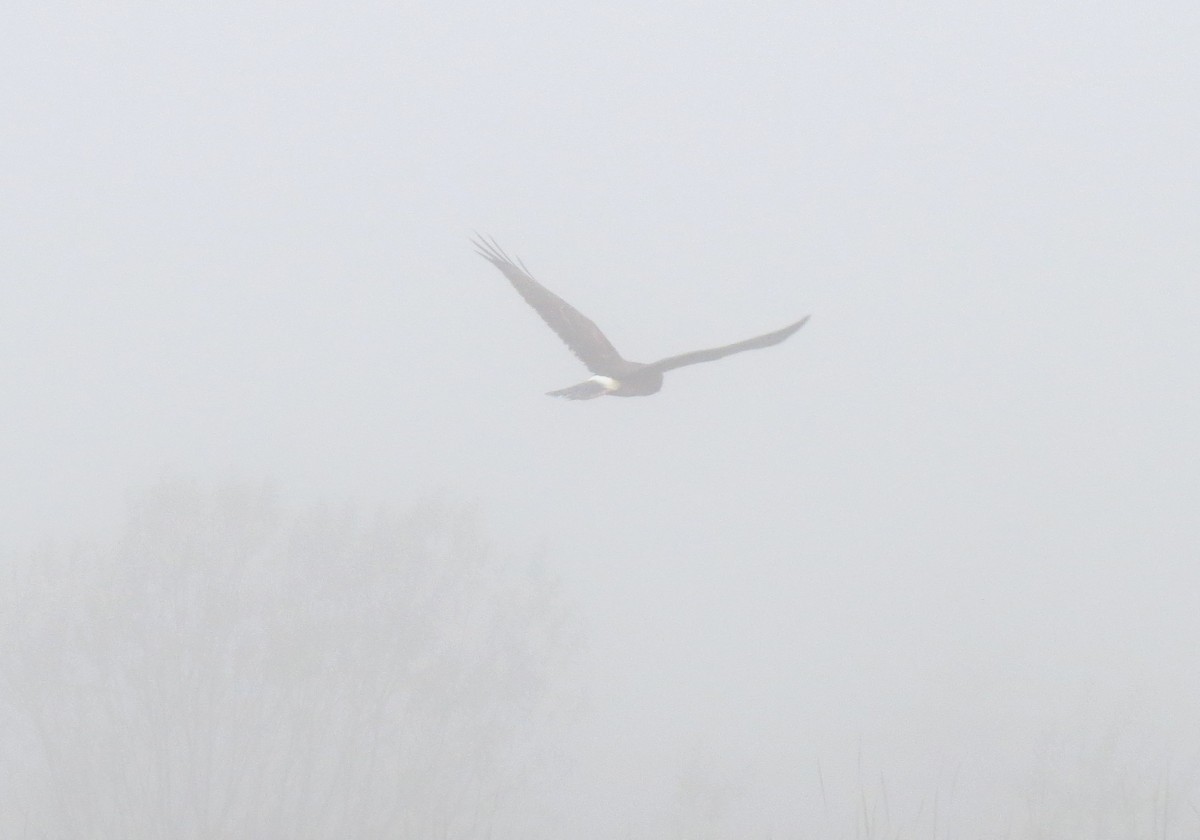 Northern Harrier - ML609114862