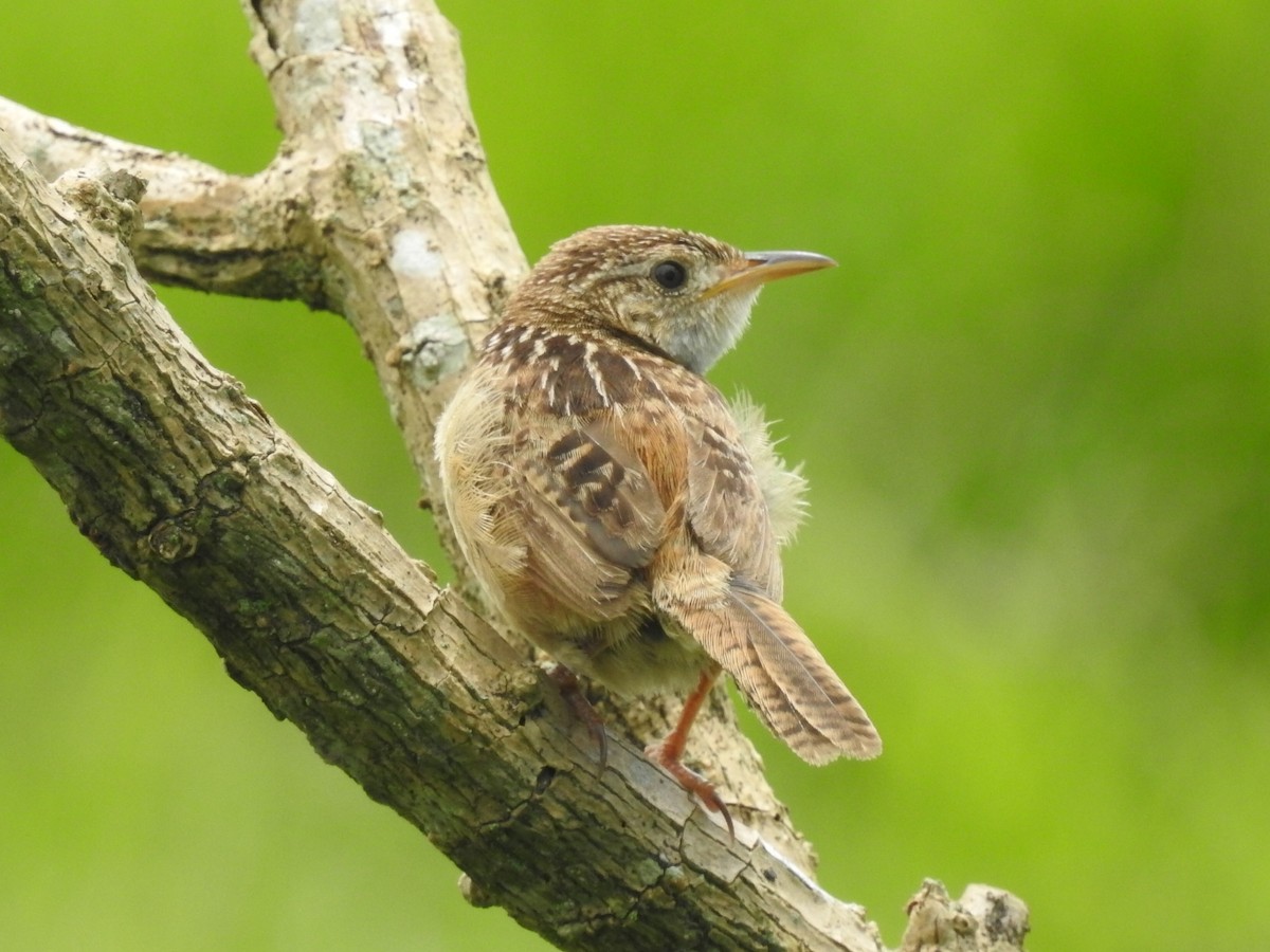 Grass Wren - ML609114901