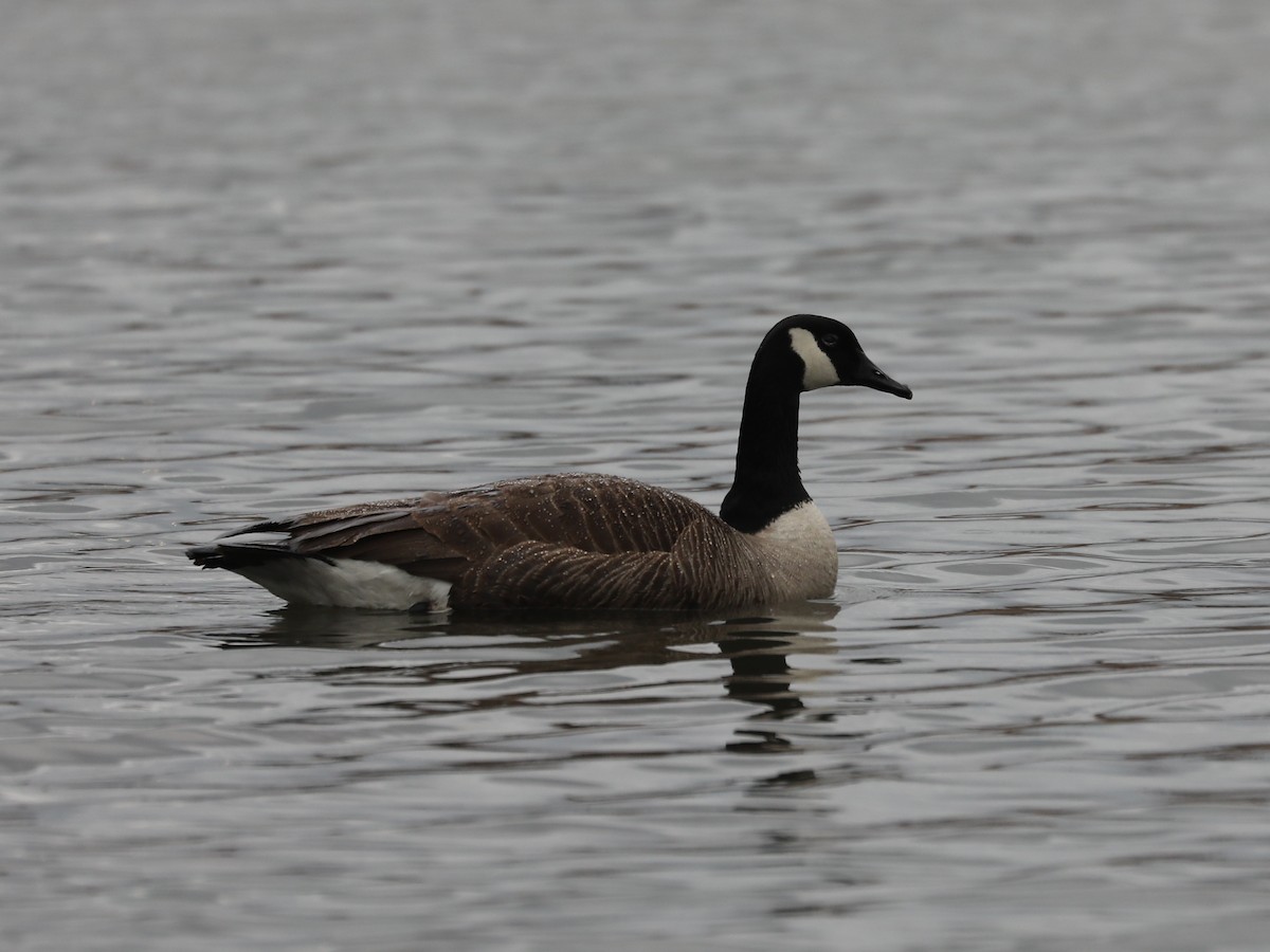 Canada Goose - ML609114949