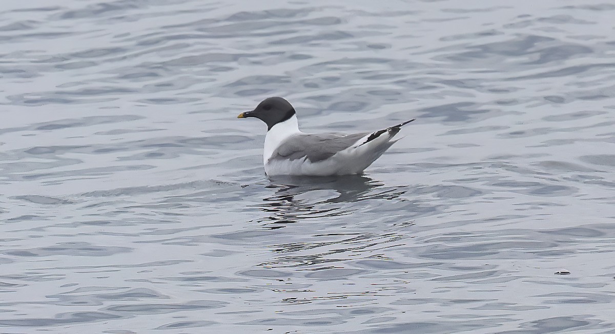 Sabine's Gull - ML609114955