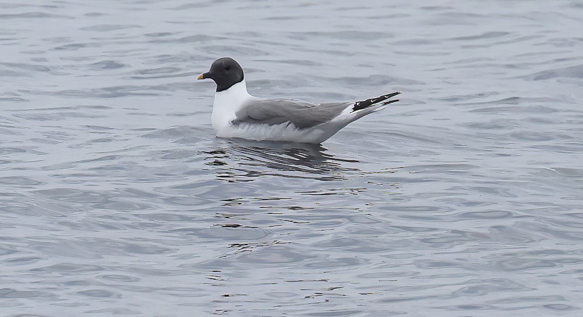 Sabine's Gull - ML609114970