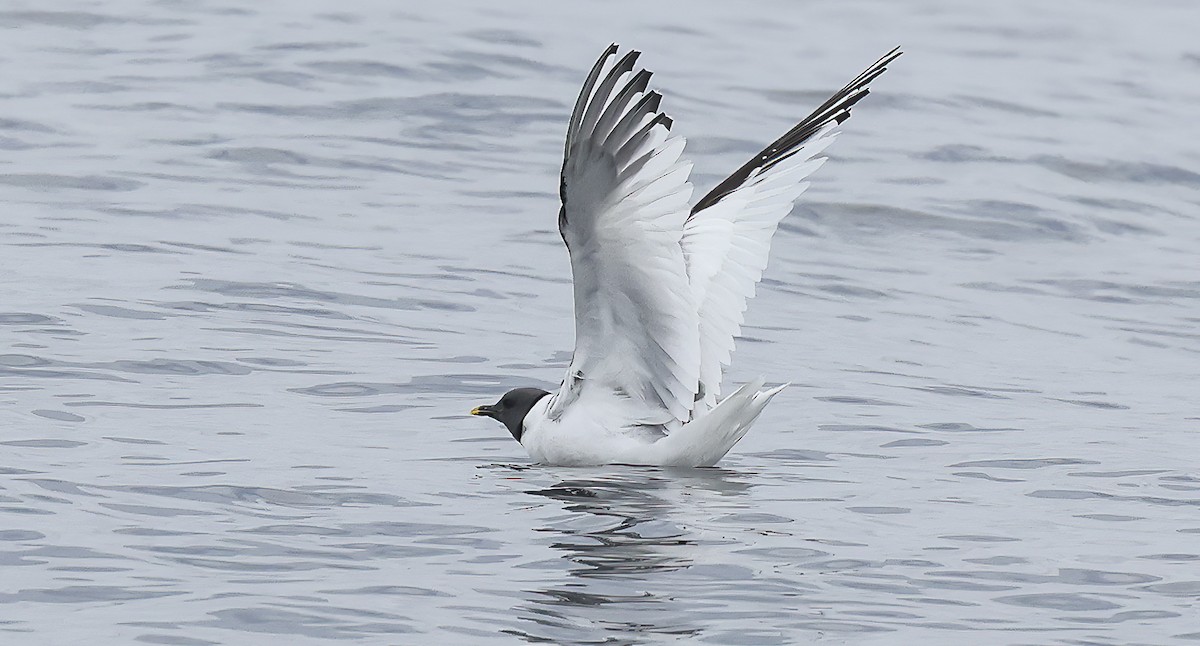 Sabine's Gull - ML609114987