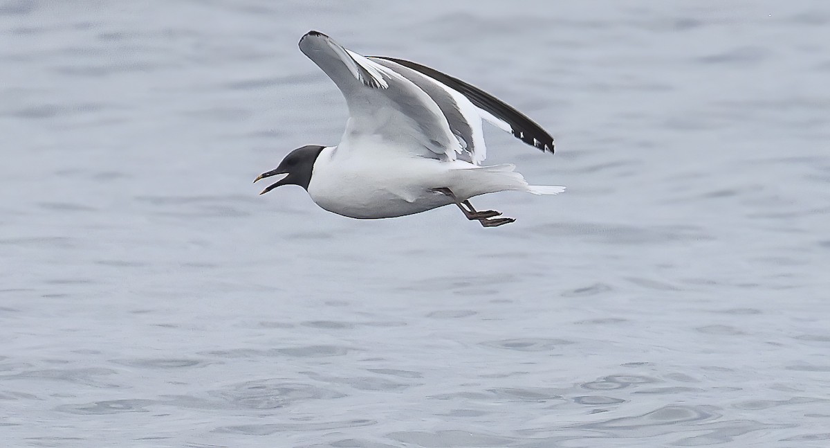 Sabine's Gull - ML609114992