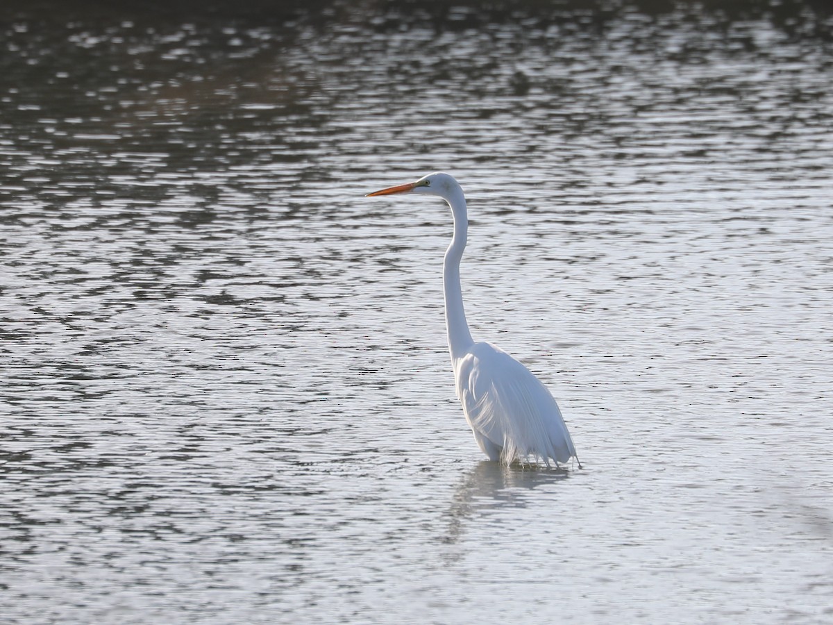 Great Egret - ML609114997