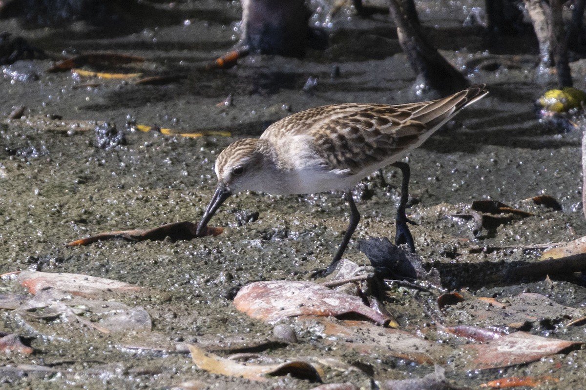 Western Sandpiper - ML609114999