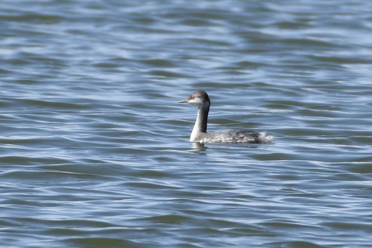 Horned Grebe - Kent Kleman