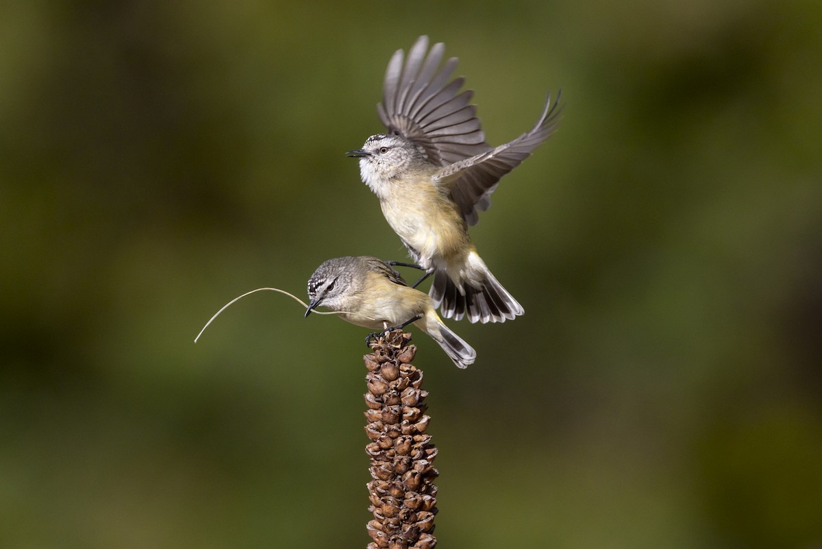 Yellow-rumped Thornbill - ML609115008