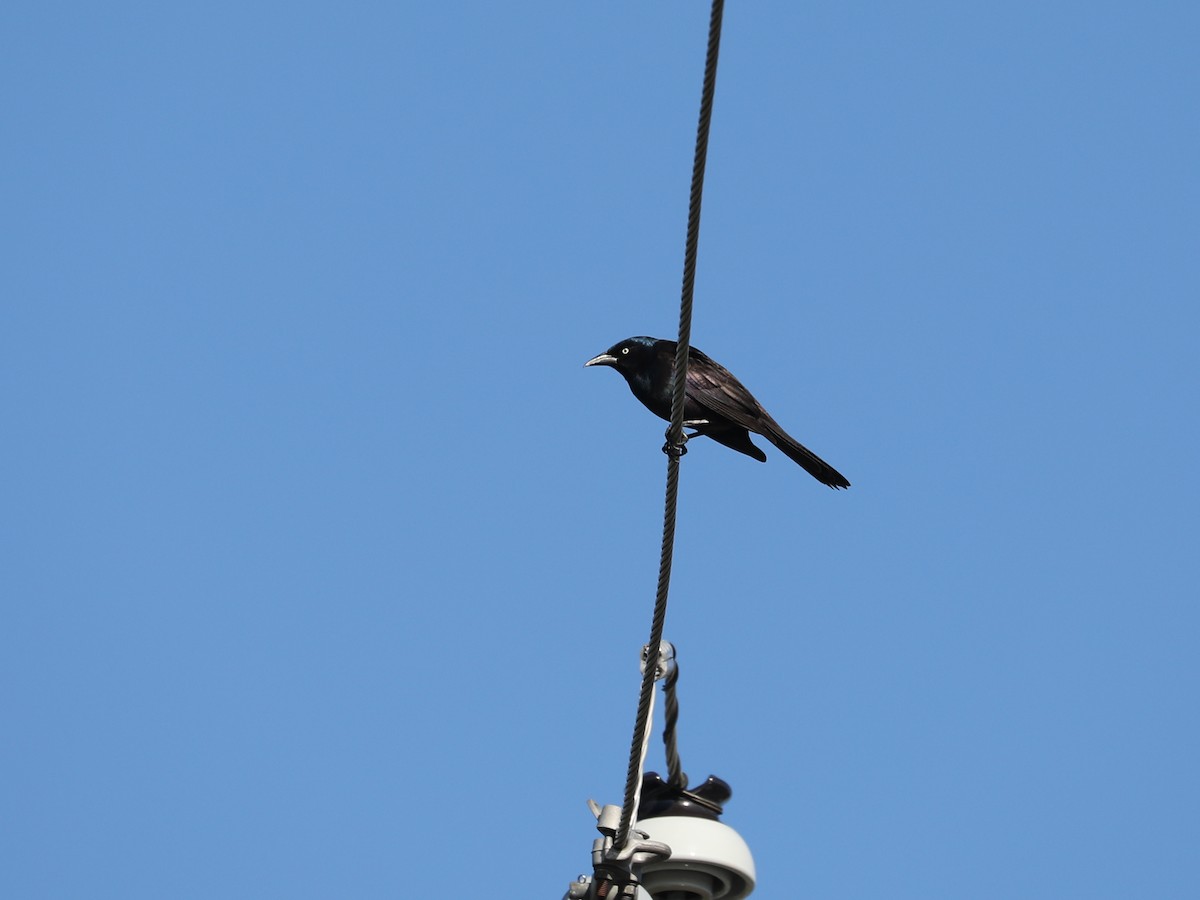 Common Grackle - ML609115010