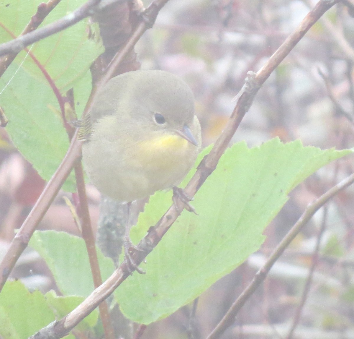 Common Yellowthroat - ML609115061