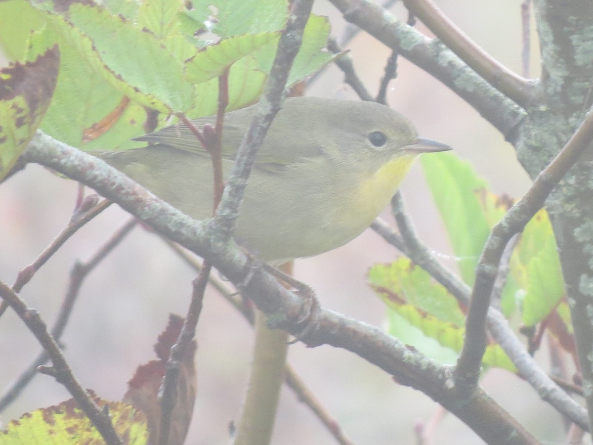 Common Yellowthroat - ML609115066