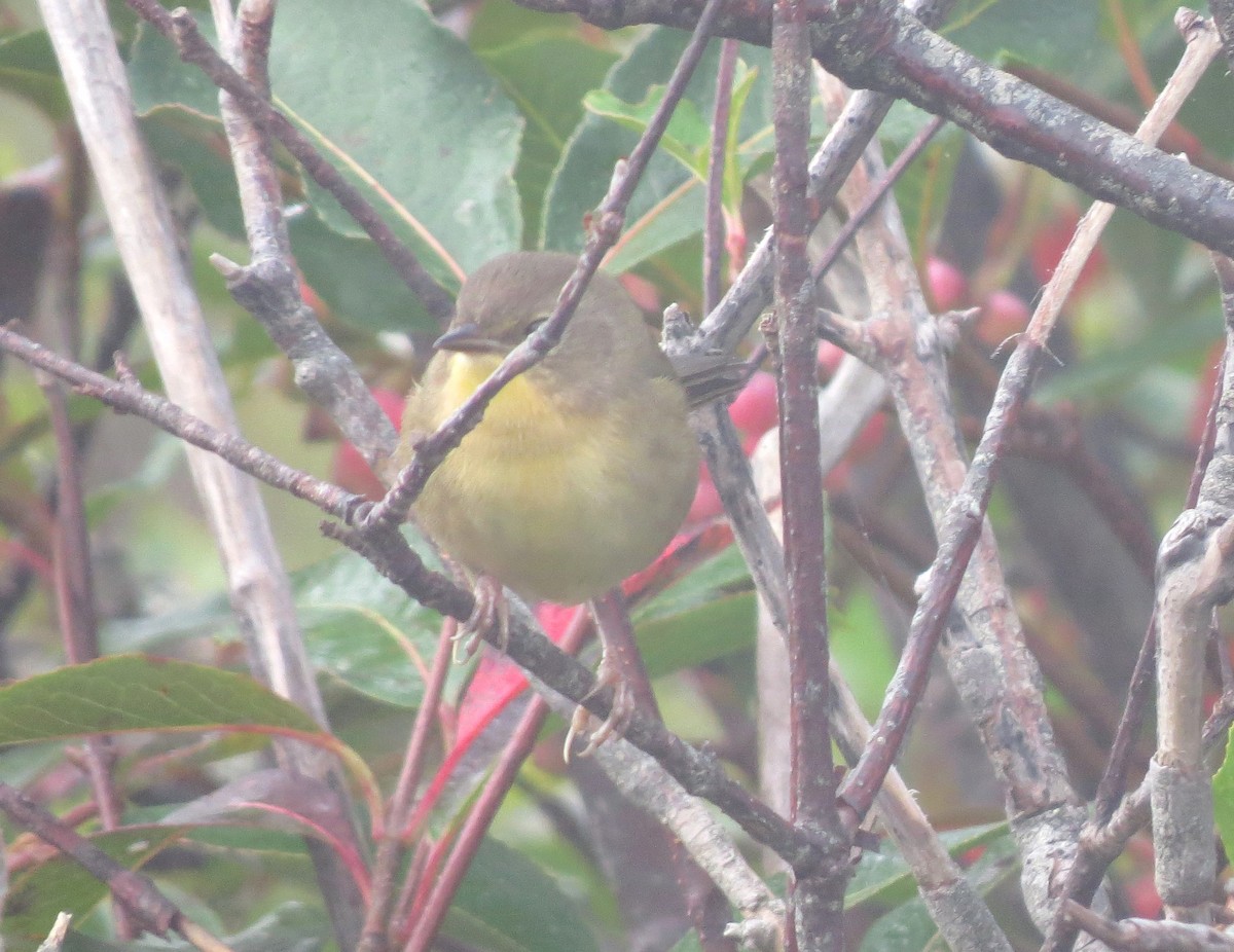 Common Yellowthroat - ML609115070