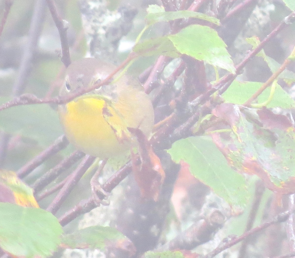 Common Yellowthroat - ML609115082