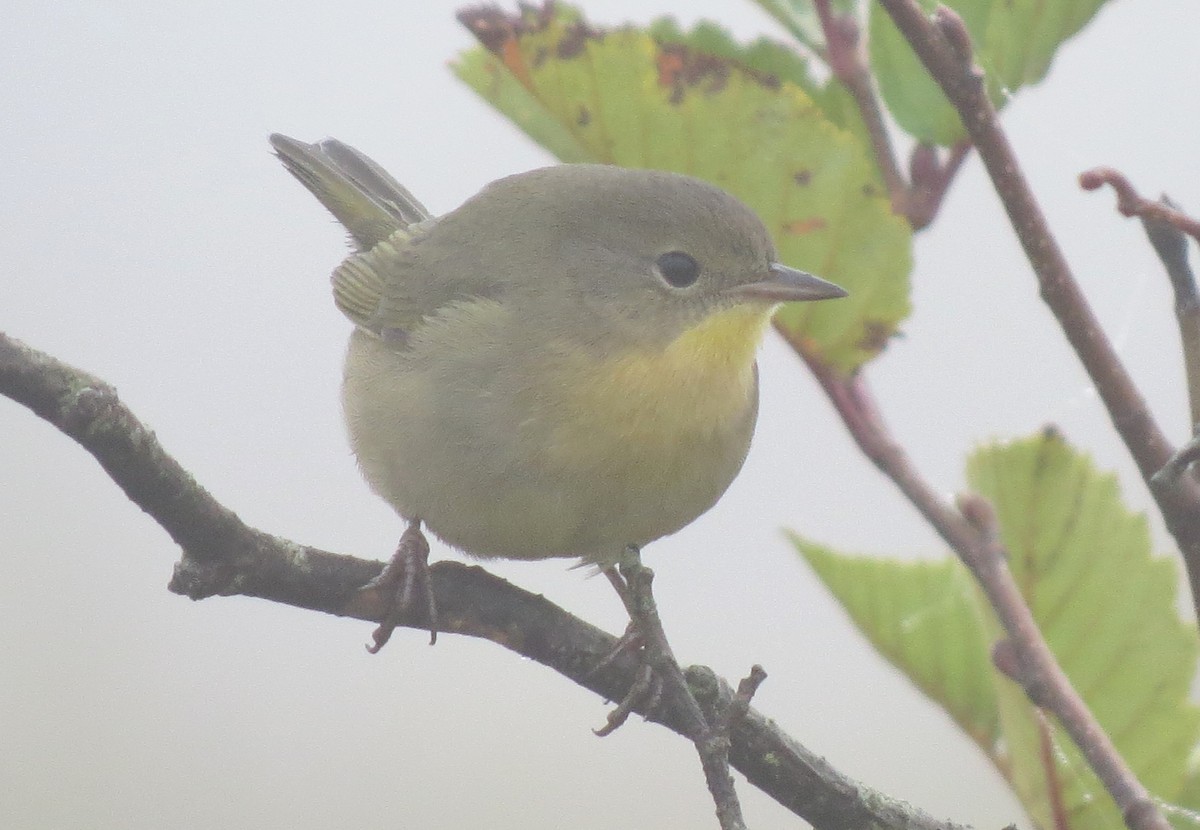 Common Yellowthroat - ML609115087