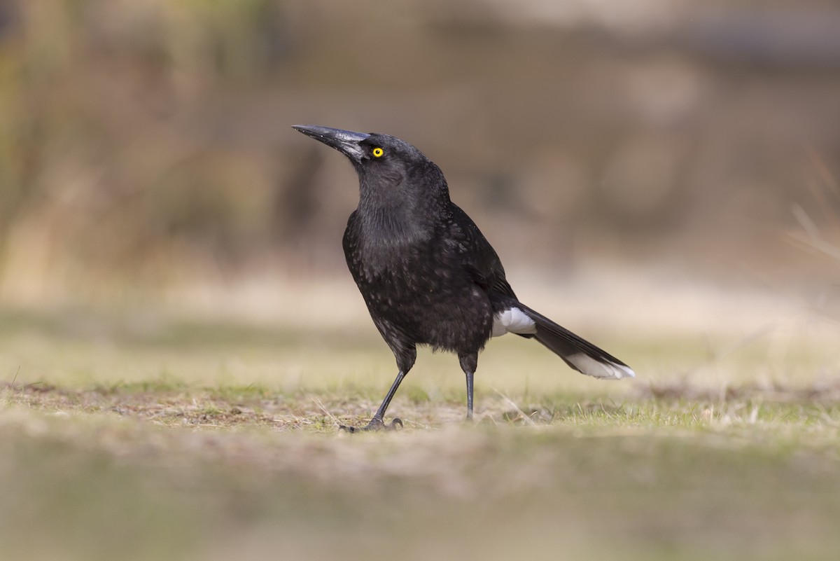 Gray Currawong - ML609115088