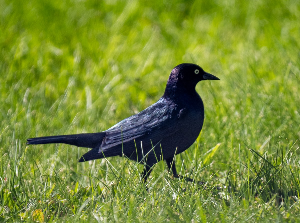 Common Grackle - ML609115131