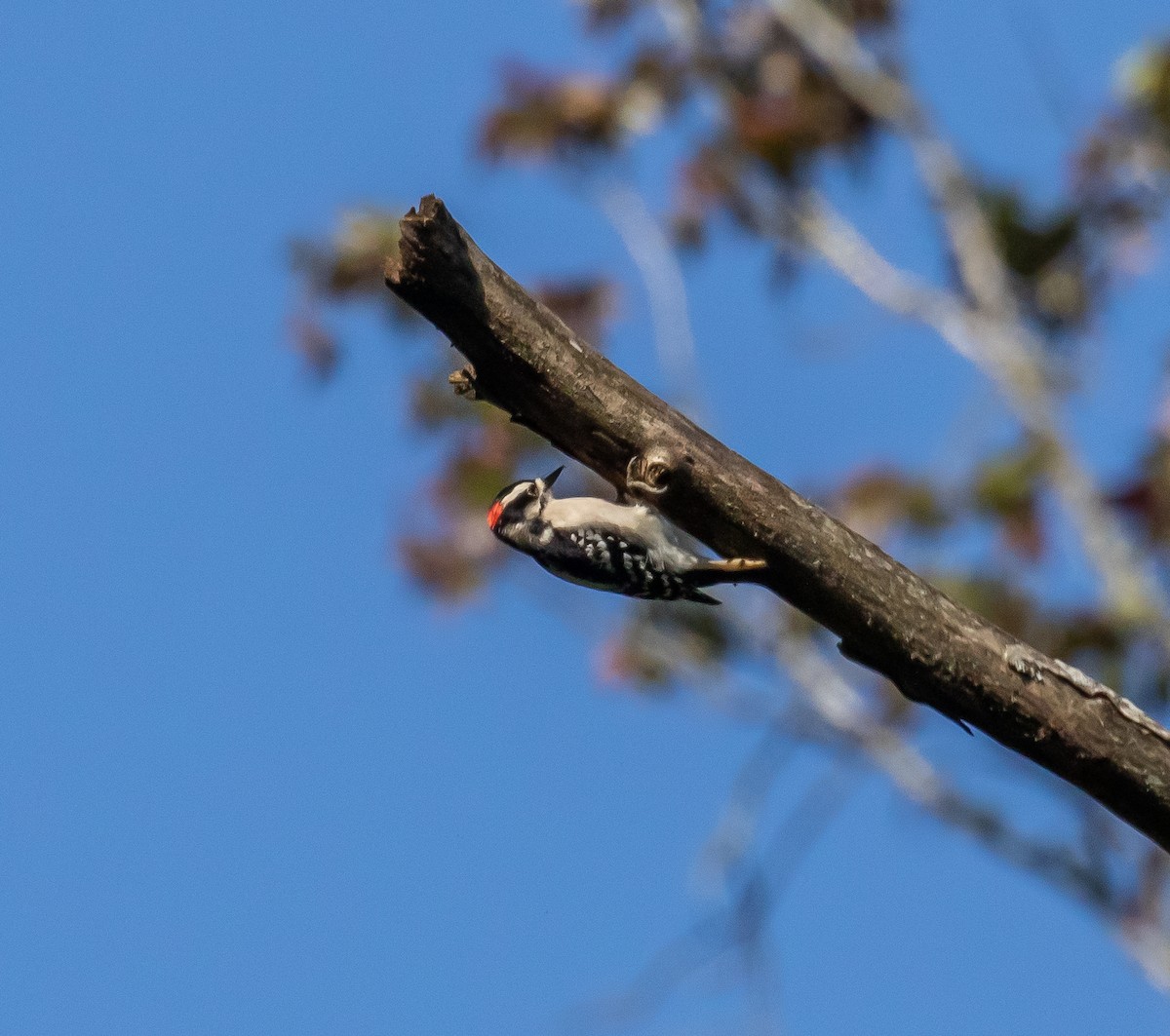 Downy Woodpecker - ML609115134