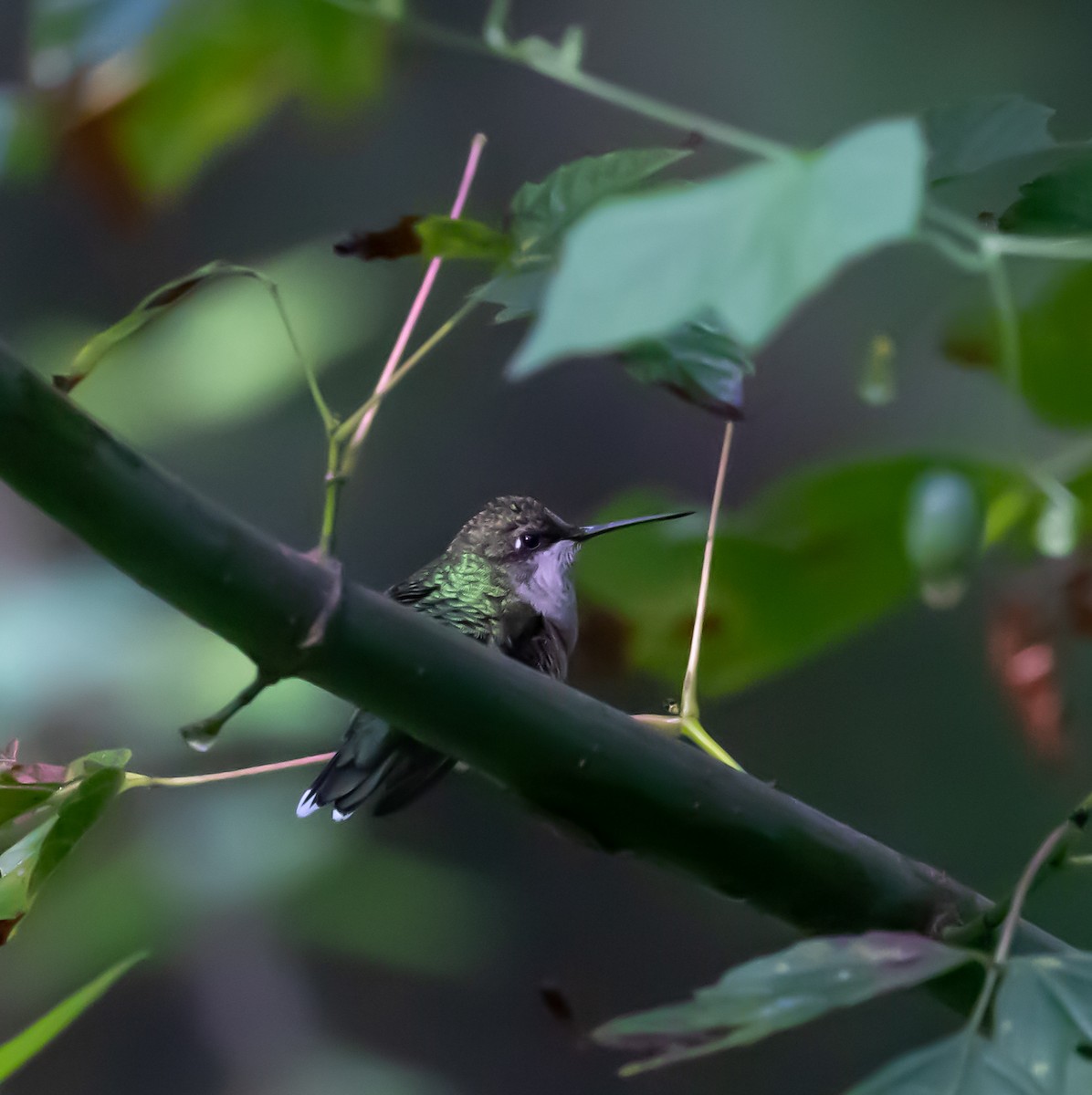 Ruby-throated Hummingbird - Ron Hoff Dollyann Myers