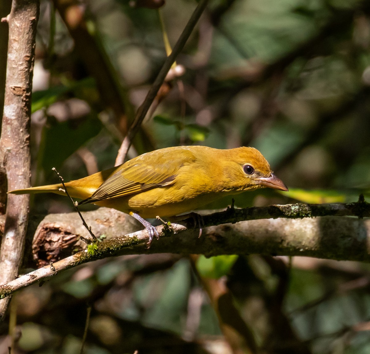 Summer Tanager - ML609115168