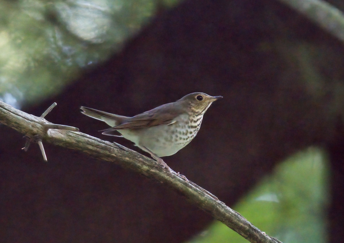 Swainson's Thrush - ML609115180