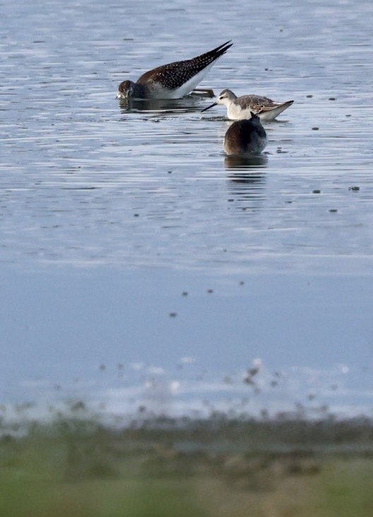 Wilson's Phalarope - ML609115182