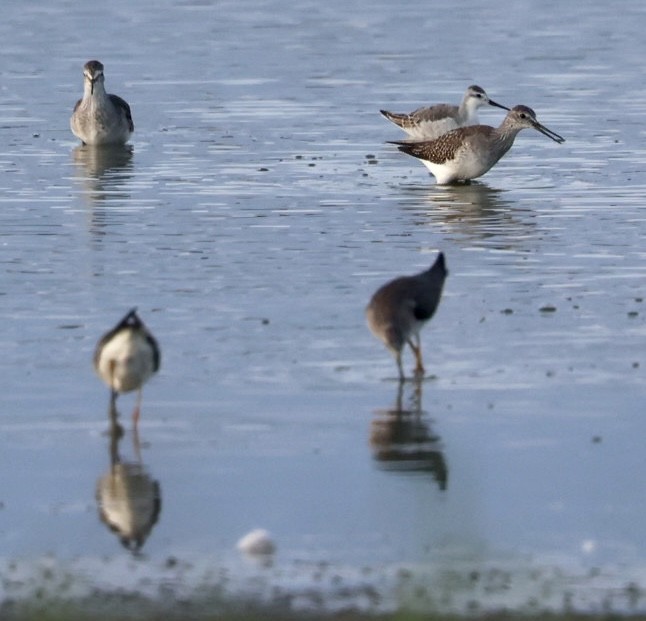 Wilson's Phalarope - Kim Abplanalp