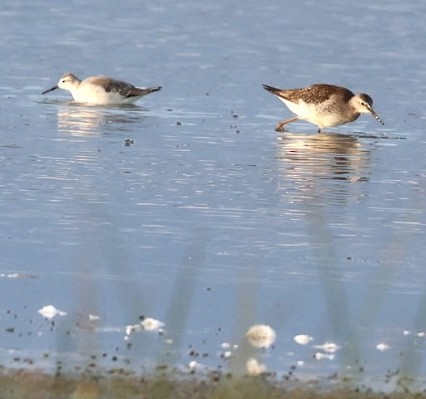 Wilson's Phalarope - Kim Abplanalp