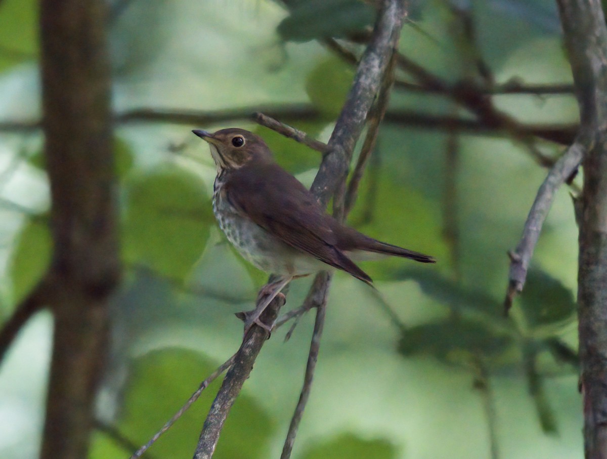 Swainson's Thrush - ML609115197