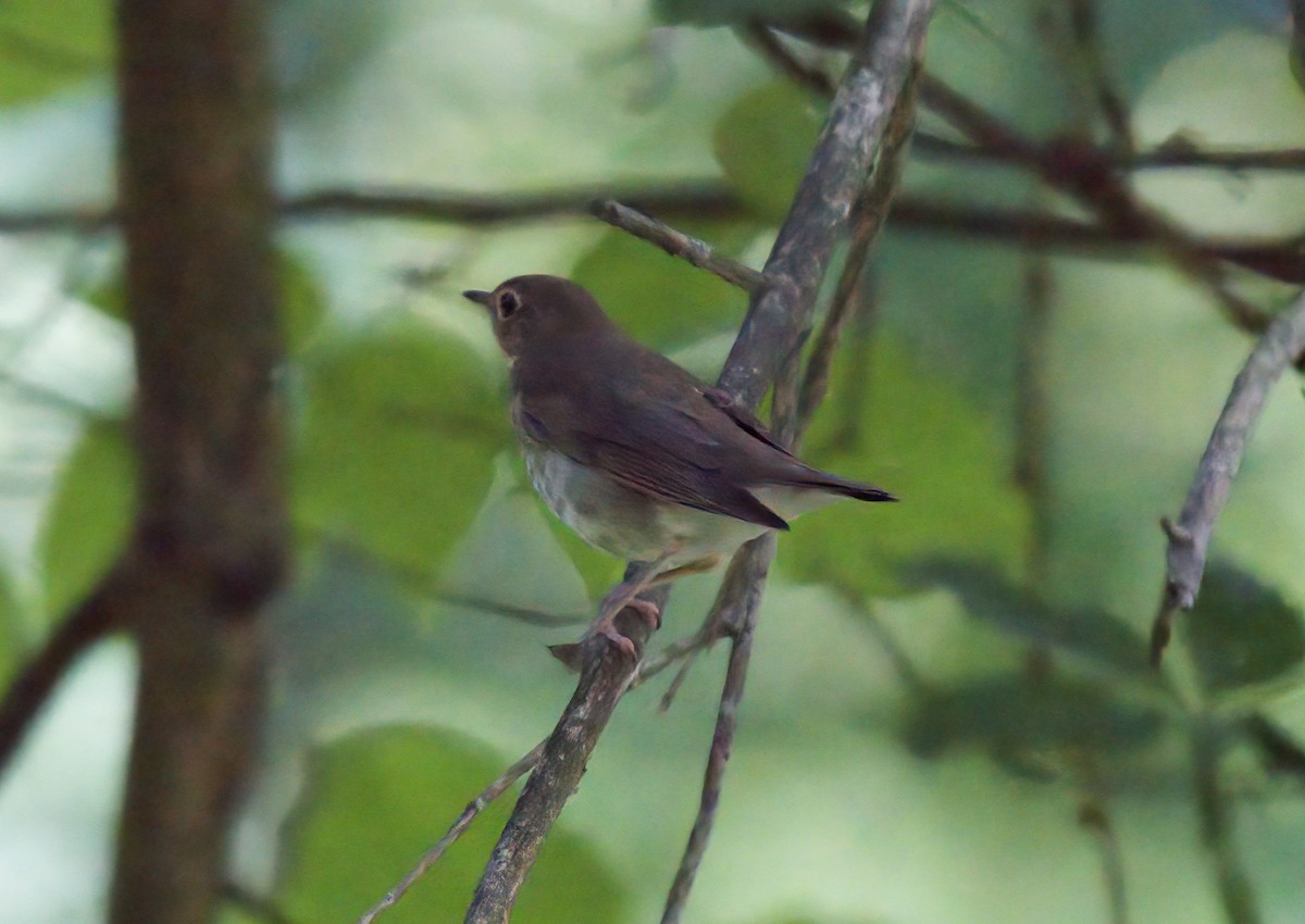 Swainson's Thrush - ML609115202