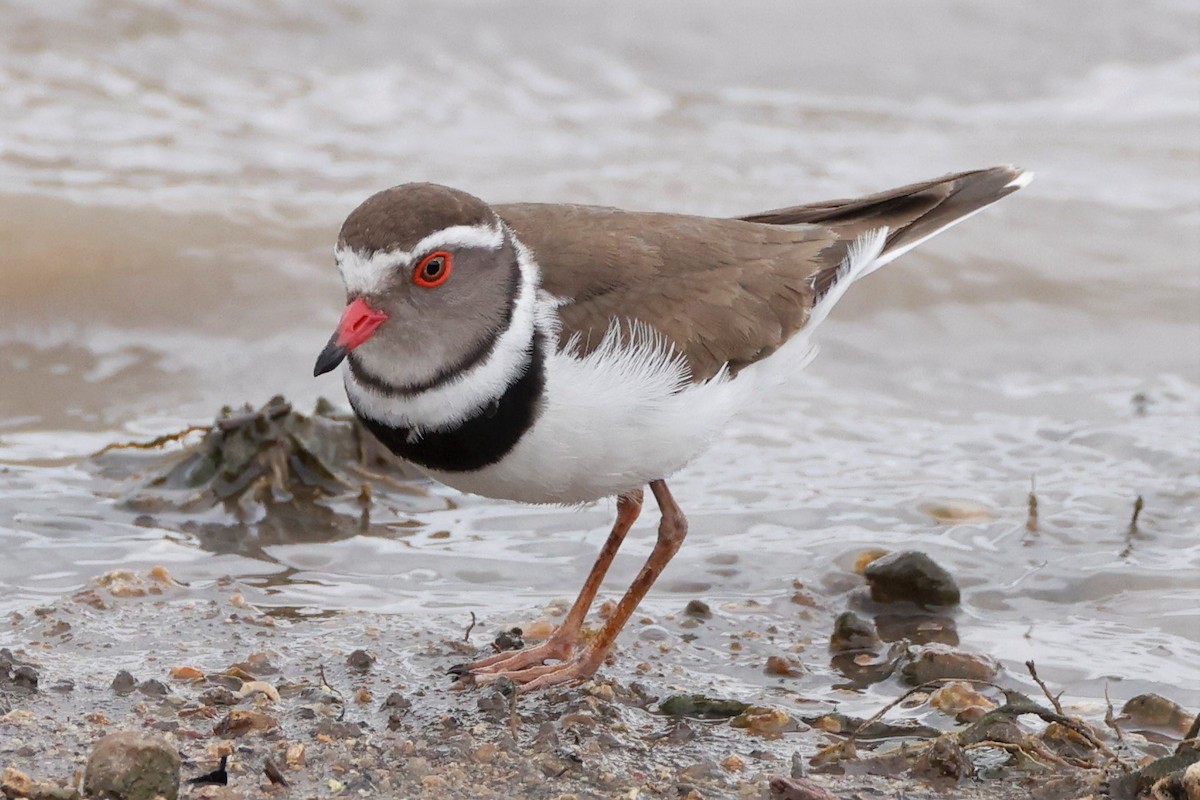 Three-banded Plover (African) - ML609115262