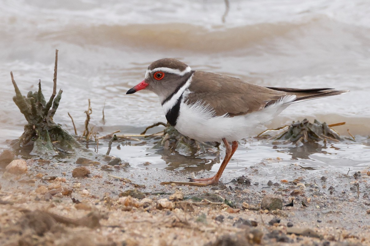 Three-banded Plover (African) - ML609115263