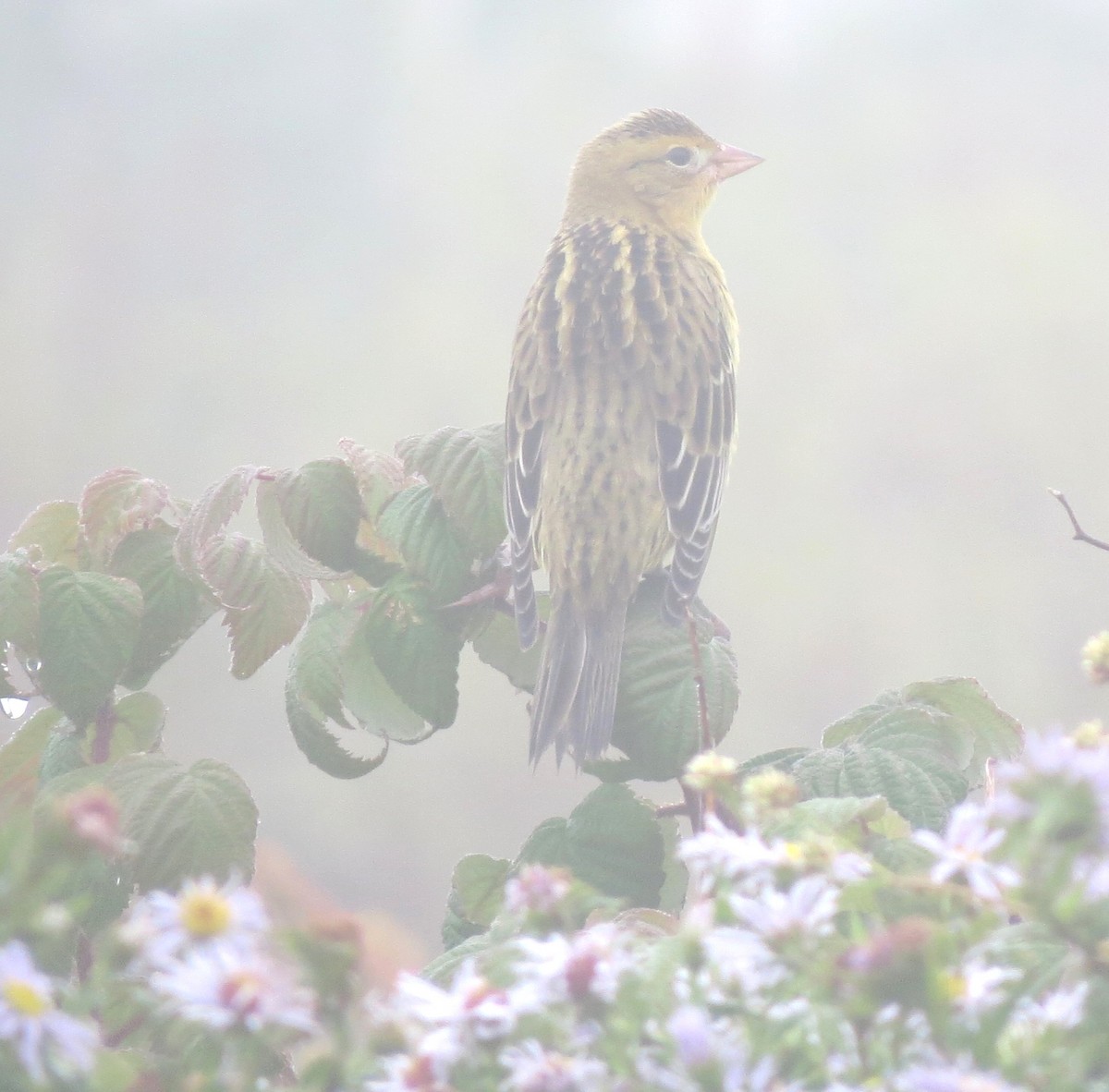 Bobolink - James Hirtle