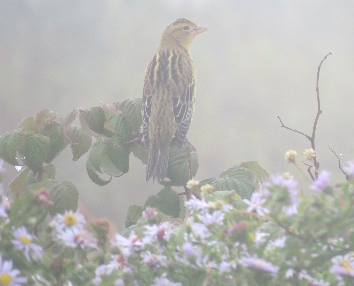 Bobolink - James Hirtle