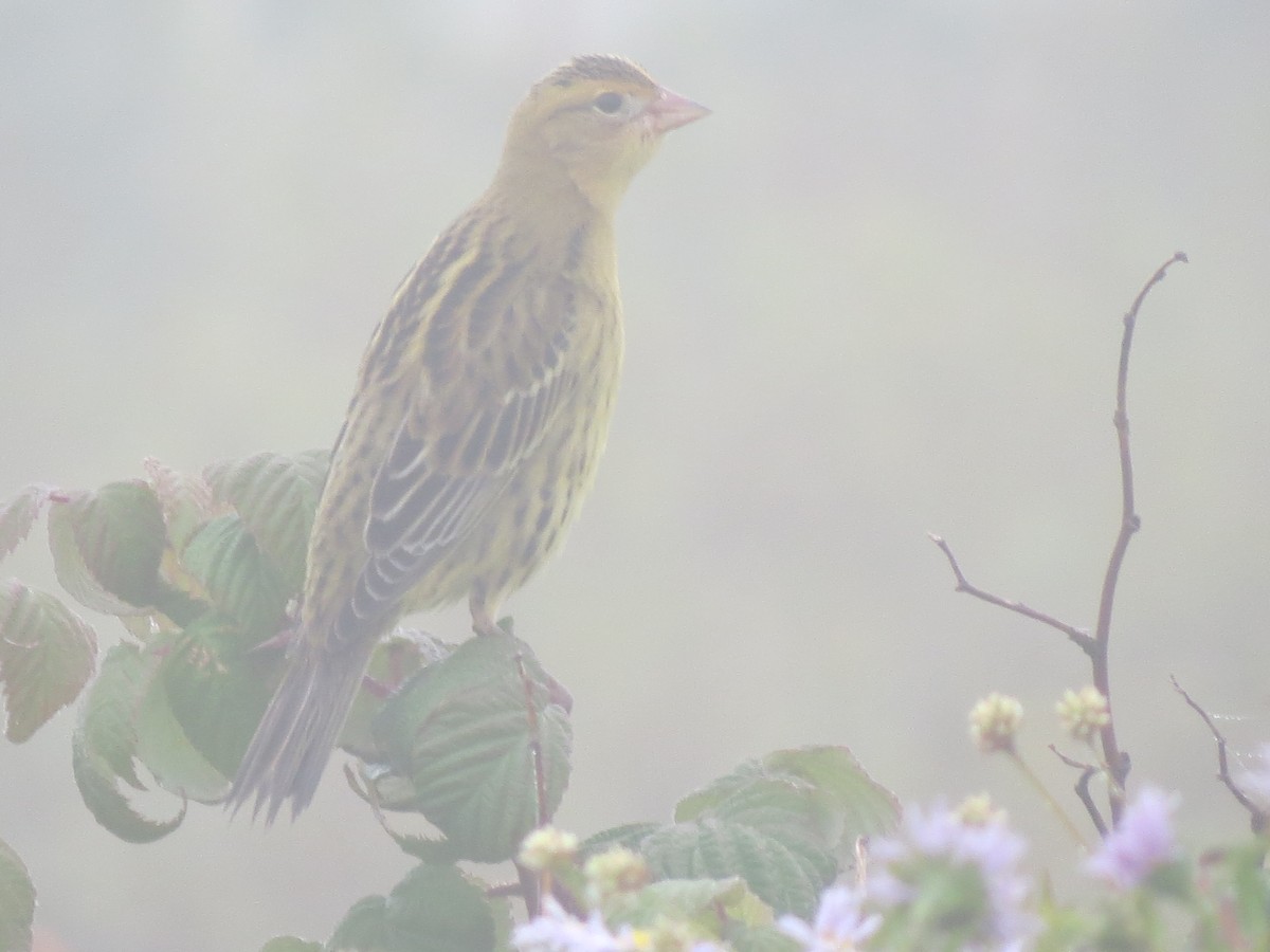 Bobolink - ML609115401