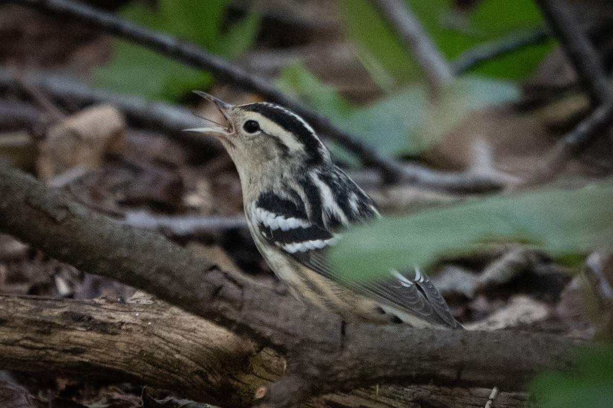Black-and-white Warbler - ML609115414