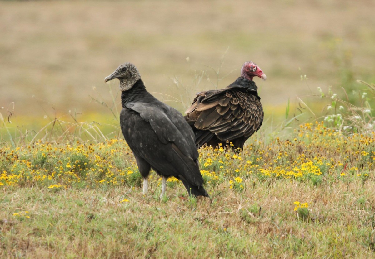 Turkey Vulture - ML609115487