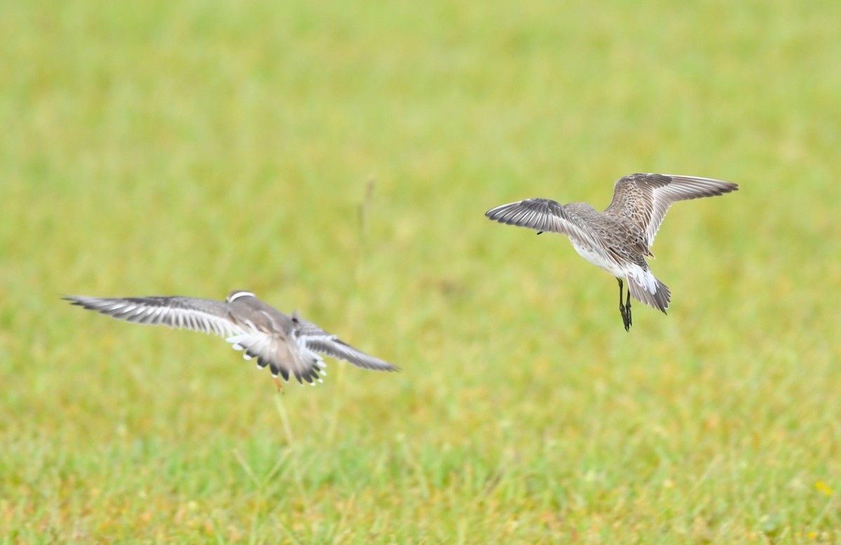 White-rumped Sandpiper - ML609115540