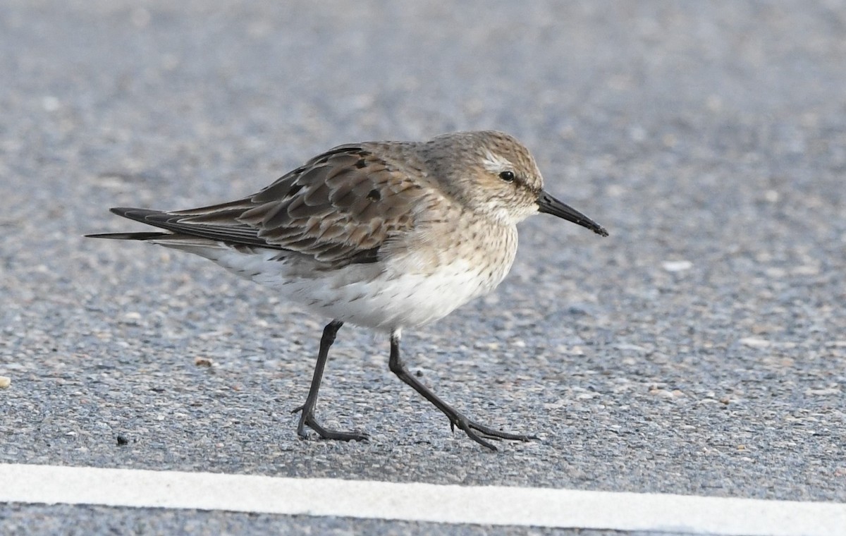 White-rumped Sandpiper - ML609115565