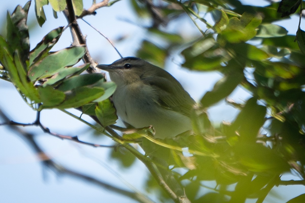 Red-eyed Vireo - Ed McGee