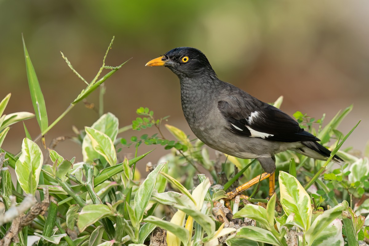 Jungle Myna - ML609115584