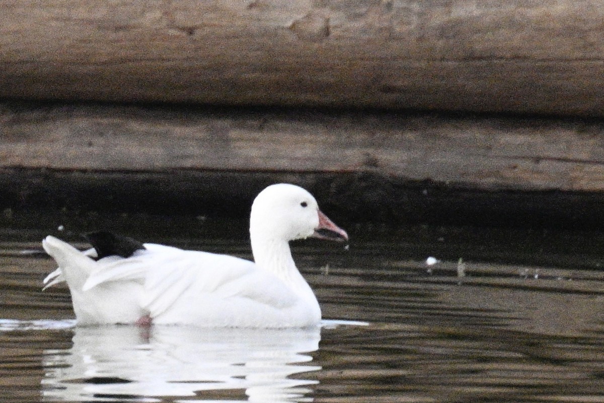 Snow Goose - ML609115629