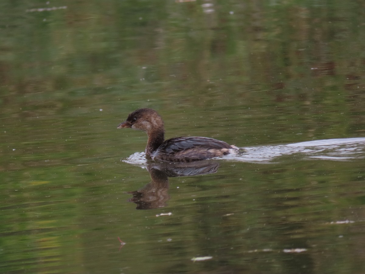 Pied-billed Grebe - ML609115676