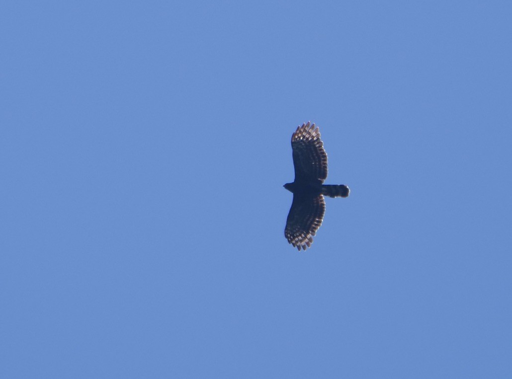 Águila Negra - ML609115780