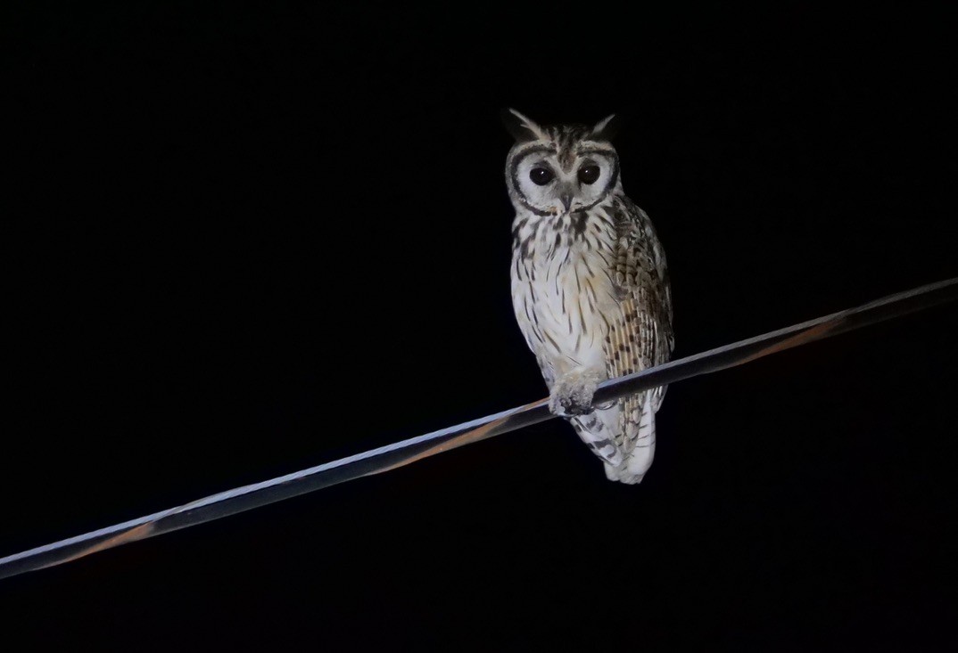 Hibou strié - ML609115812